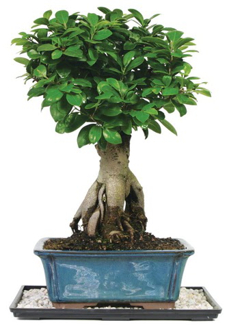 Bonsai Ginsing Grafted Ficus Bonsai  Balkesir iek yolla 