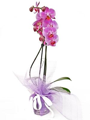  Balıkesir anneler günü çiçek yolla  Kaliteli ithal saksida orkide