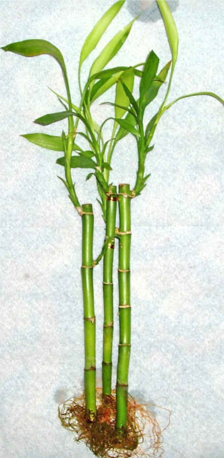 Lucky Bamboo 3 adet vazo hediye edilir   Balkesir cicek , cicekci 