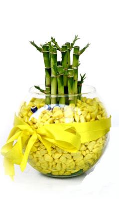 cam fanus içerisinde bambo  Balıkesir internetten çiçek satışı 