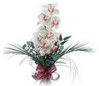  Balıkesir çiçek siparişi sitesi  Dal orkide ithal iyi kalite