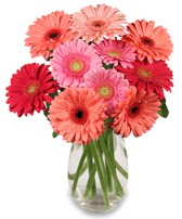 vazo içerisinde 13 adet gerbera çiçeği  Balıkesir çiçek siparişi sitesi 
