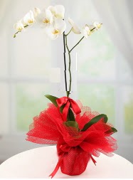 1 dal beyaz orkide saksı çiçeği  Balıkesir yurtiçi ve yurtdışı çiçek siparişi 