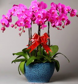 7 dallı mor orkide  Balıkesir çiçek online çiçek siparişi 