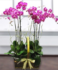 4 dallı mor orkide  Balıkesir güvenli kaliteli hızlı çiçek 