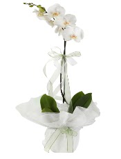 1 dal beyaz orkide çiçeği  Balıkesir çiçek siparişi vermek 