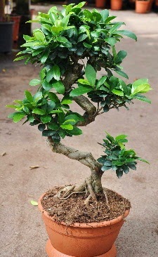 Orta boy bonsai saksı bitkisi  Balıkesir internetten çiçek siparişi 
