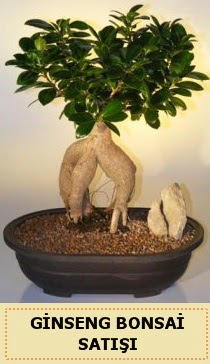 İthal Ginseng bonsai satışı japon ağacı  Balıkesir çiçek siparişi sitesi 