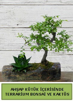 Ahşap kütük bonsai kaktüs teraryum  Balıkesir internetten çiçek siparişi 