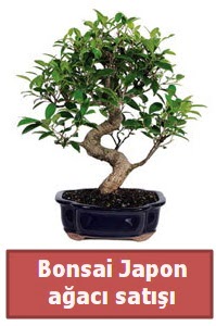 Japon ağacı bonsai satışı  Balıkesir çiçek siparişi sitesi 
