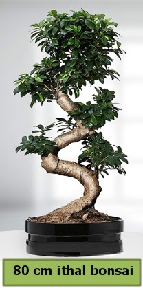 80 cm özel saksıda bonsai bitkisi  Balıkesir çiçekçi telefonları 