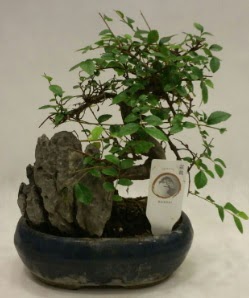 İthal 1.ci kalite bonsai japon ağacı  Balıkesir çiçek satışı 