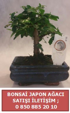 Japon ağacı minyaür bonsai satışı  Balıkesir çiçek satışı 