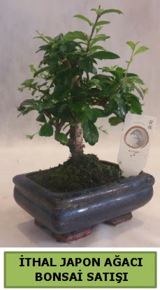 İthal japon ağacı bonsai bitkisi satışı  Balıkesir çiçekçi telefonları 