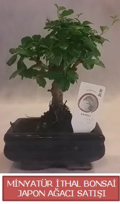Küçük görsel bonsai japon ağacı bitkisi  Balıkesir çiçek , çiçekçi , çiçekçilik 