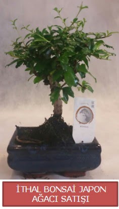 İthal küçük boy minyatür bonsai ağaç bitkisi  Balıkesir çiçekçi telefonları 