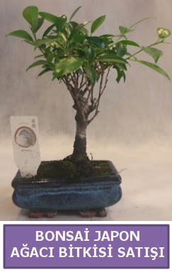 İthal Bonsai japon ağacı bitkisi satışı  Balıkesir İnternetten çiçek siparişi 