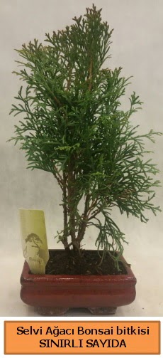 Selvi ağacı bonsai japon ağacı bitkisi  Balıkesir çiçek satışı 