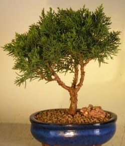 Servi çam bonsai japon ağacı bitkisi  Balıkesir çiçek yolla 