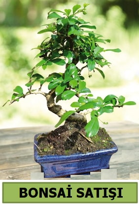 Çam bonsai japon ağacı satışı  Balıkesir çiçek satışı 