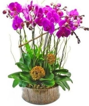 Ahşap kütükte lila mor orkide 8 li  Balıkesir internetten çiçek satışı 