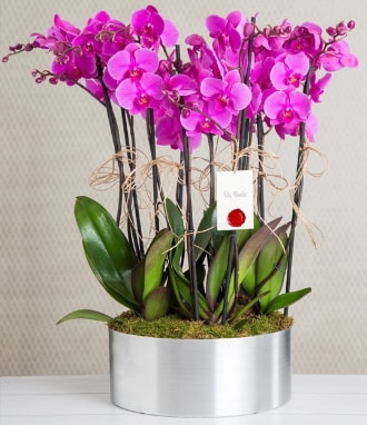 11 dallı mor orkide metal vazoda  Balıkesir çiçek gönderme sitemiz güvenlidir 