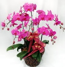 Sepet içerisinde 5 dallı lila orkide  Balıkesir ucuz çiçek gönder 