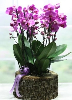 Kütük içerisinde 6 dallı mor orkide  Balıkesir ucuz çiçek gönder 