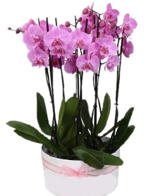 Beyaz seramik içerisinde 7 dallı mor orkide  Balıkesir çiçekçi telefonları 
