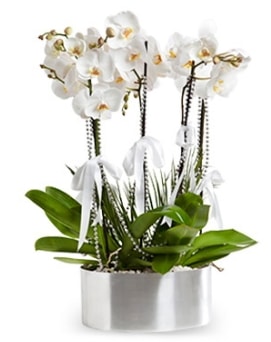 Beş dallı metal saksıda beyaz orkide  Balıkesir çiçek yolla 