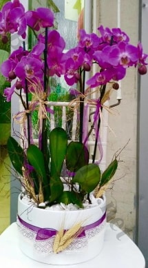 Seramik vazoda 4 dallı mor lila orkide  Balıkesir online çiçek gönderme sipariş 