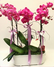 Beyaz seramik içerisinde 4 dallı orkide  Balıkesir ucuz çiçek gönder 
