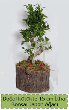 Doğal kütükte İthal bonsai japon ağacı  Balıkesir çiçek gönderme 