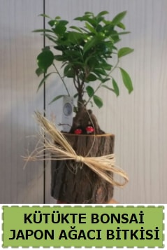 Kütük içerisinde doğal bonsai ağacı  Balıkesir çiçekçi telefonları 