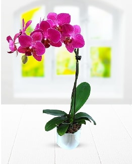 Tek dallı mor orkide  Balıkesir çiçek satışı 