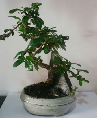 S şeklinde ithal bonsai ağacı  Balıkesir çiçek yolla 