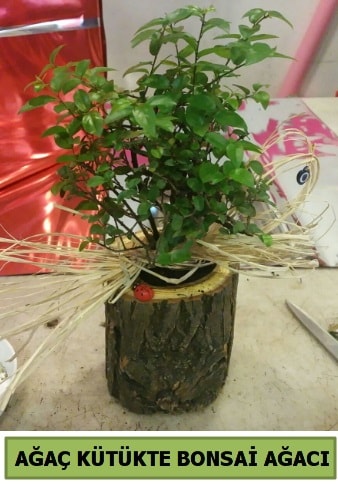 Doğal ağaç kütük içerisinde bonsai ağacı  Balıkesir çiçek gönderme sitemiz güvenlidir 