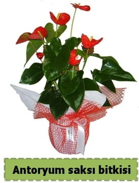 Antoryum saksı bitkisi satışı  Balıkesir çiçek , çiçekçi , çiçekçilik 