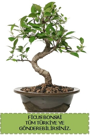 Ficus bonsai  Balıkesir çiçek gönderme sitemiz güvenlidir 