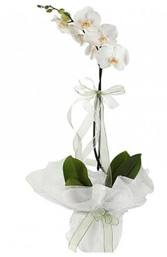 Tekli Beyaz Orkide  Balıkesir hediye çiçek yolla 