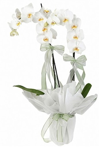 Çift Dallı Beyaz Orkide  Balıkesir anneler günü çiçek yolla 