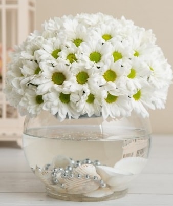 Fanusta beyaz Papatya  Balıkesir çiçek satışı 
