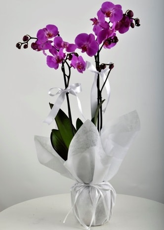 Çift dallı saksıda mor orkide çiçeği  Balıkesir çiçek siparişi vermek 