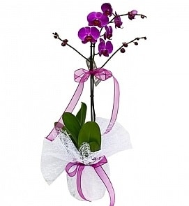 Tek dallı saksıda ithal mor orkide çiçeği  Balıkesir çiçekçiler 