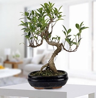 Gorgeous Ficus S shaped japon bonsai  Balıkesir yurtiçi ve yurtdışı çiçek siparişi 