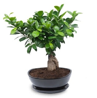 Ginseng bonsai ağacı özel ithal ürün  Balıkesir internetten çiçek satışı 