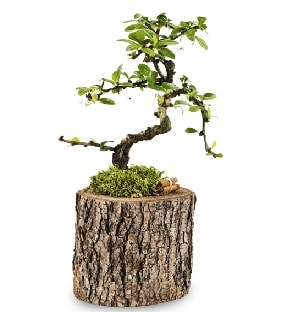 Doğal kütükte S bonsai ağacı  Balıkesir çiçek satışı 