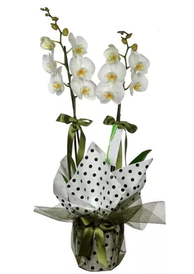 Çift Dallı Beyaz Orkide  Balıkesir 14 şubat sevgililer günü çiçek 