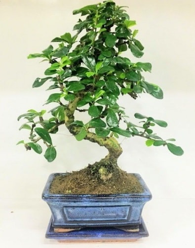 S Bonsai japon ağacı bitkisi  Balıkesir uluslararası çiçek gönderme 