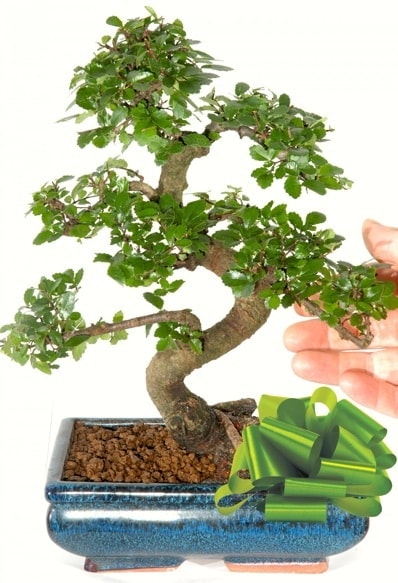 Yaklaşık 25 cm boyutlarında S bonsai  Balıkesir çiçek siparişi sitesi 